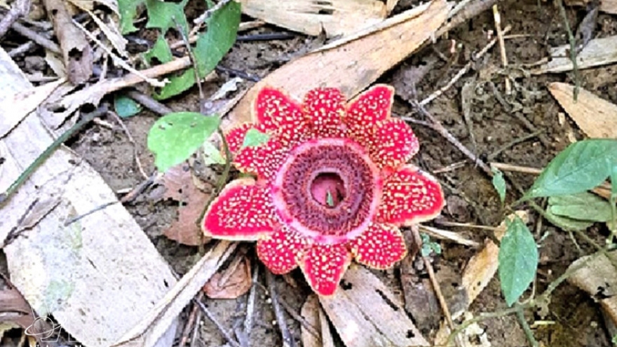 Rare Himalayan sapria discovered in Phong Nha – Ke Bang forest